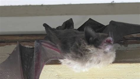 Connecticut Wildlife Officials Explain Why Bats Are So Important Nbc Connecticut