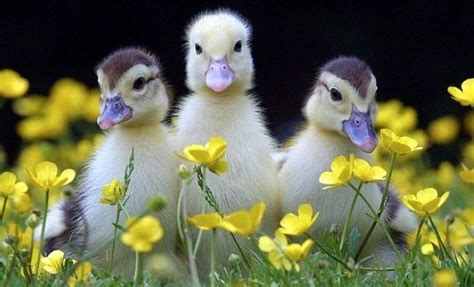Duckling Trio In Springtime Cute Spring Animals Flowers Duck Springtime