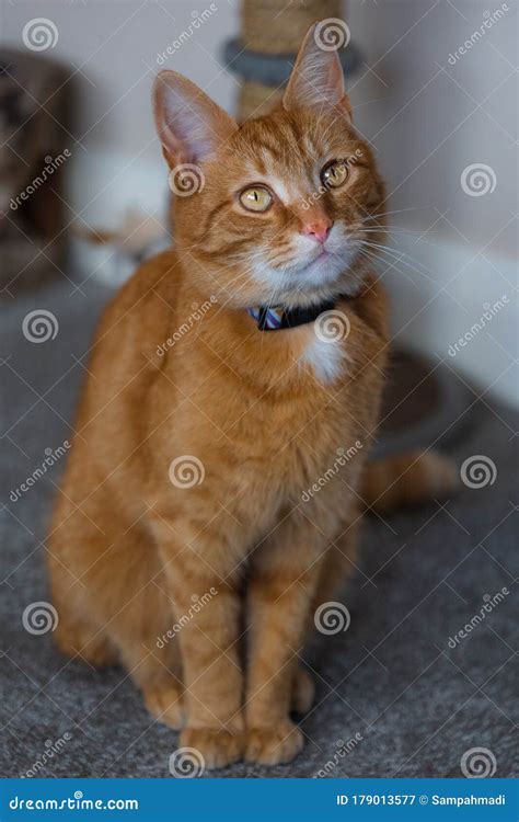A Portrait Of An Adorable Young Domestic Ginger Tabby Cat Stock Image