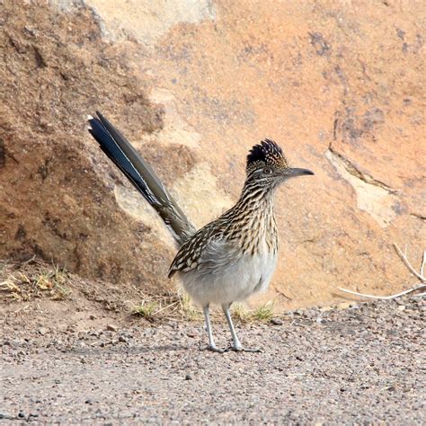 10 Amazing Facts About Greater Roadrunners Bird Watching Academy
