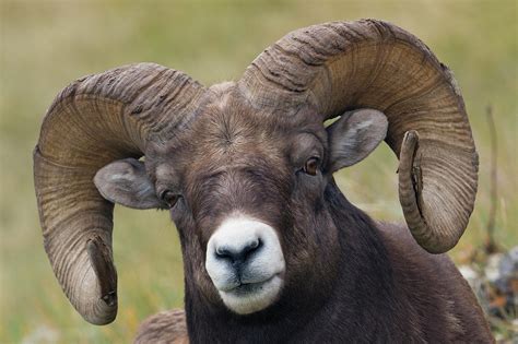 Bighorn Sheep Ram Photograph By Ken Archer Pixels