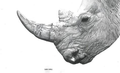 Pencil Rhino By Cindy Earle In 2021 Rhino Animal Drawings Drawings