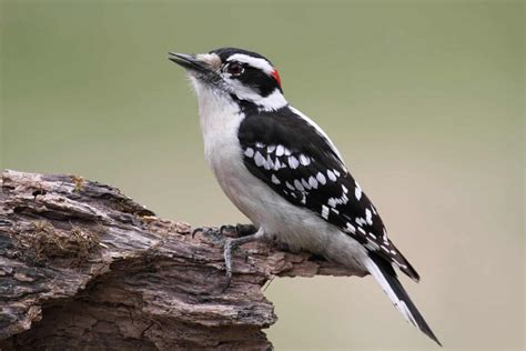 Woodpeckers In Colorado 13 Species Within The State