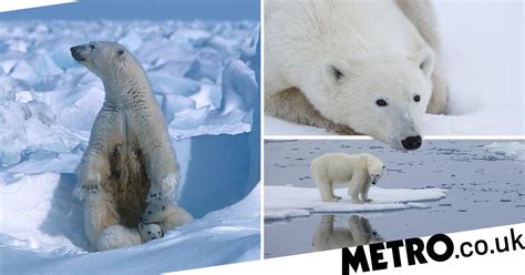 Climate Change Polar Bears Could Be Extinct By 2100 Metro News