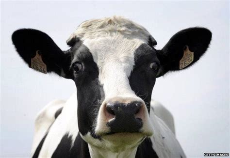 Cow Researchers Find Meanings Behind Moos Bbc News