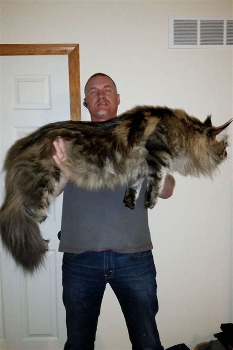 Maine Coon Weight Chart For Kittens