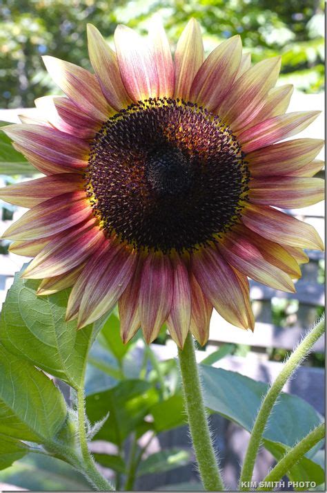 18 Best Pink Sunflowers Ideas Pink Sunflowers Planting Flowers