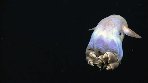 15 Bizarre Deep Sea Creatures