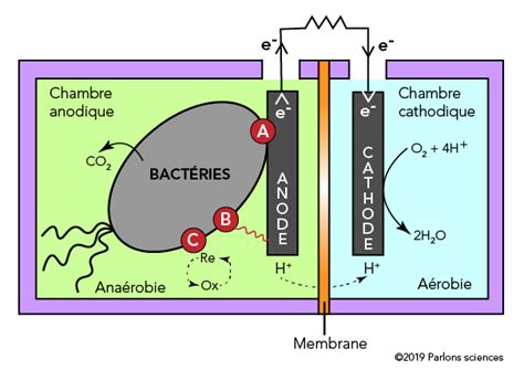 Piles Microbiennes Produire De Lélectricité à Partir De Bactéries