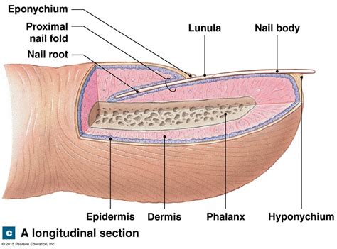 A Longitudinal Section Showing The Structure Of A Nail Nursing