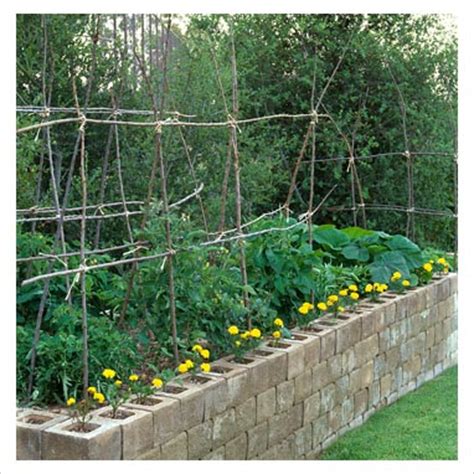 Cinder blocks have become the next great gardening ideas. GAP Photos - Garden & Plant Picture Library - Tomatoes ...