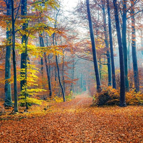 Foggy Autumn Forest Stock Image Image Of Plant Golden 45403131