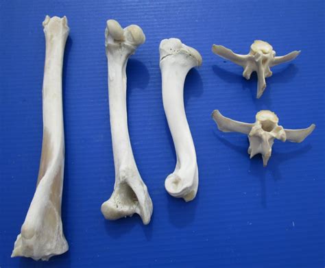 5 Whitetail Deer Bones For Sale Vertebrae And Leg Bones