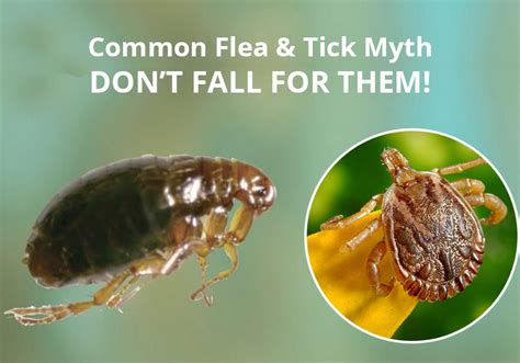4 Common Flea And Tick Myths Dont Fall For Them