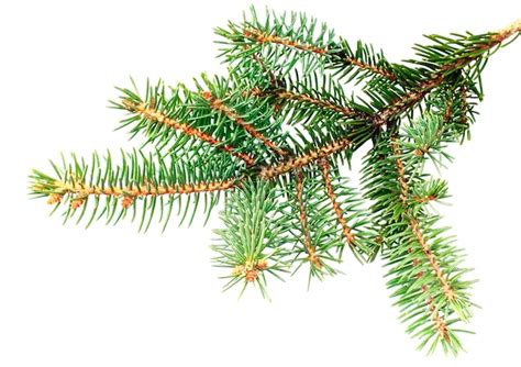 Premium Photo Fresh Green Fir Branches Isolated On White Background