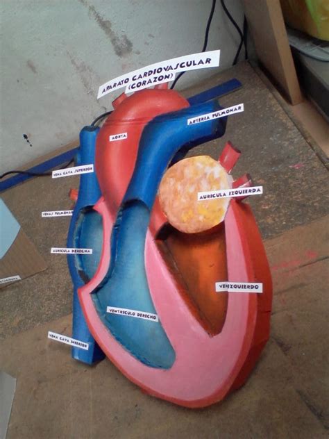 Maqueta Aparato Circulatorio Humano Imagui