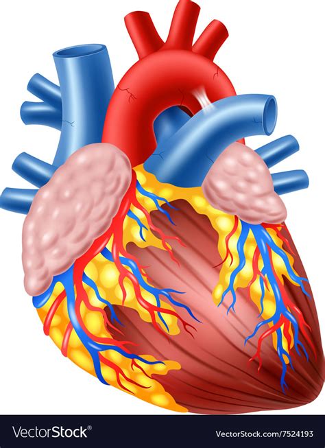 Cartoon Of Human Hearth Anatomy Royalty Free Vector Image Free Download Nude Photo Gallery