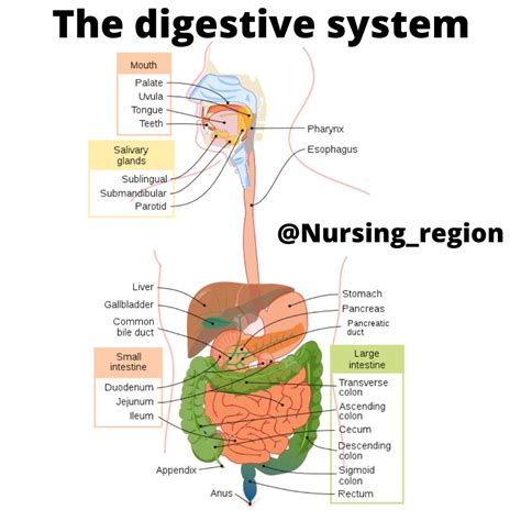 Human Digestive System Bile Duct Anus Pancreas Organs Stomach Exam