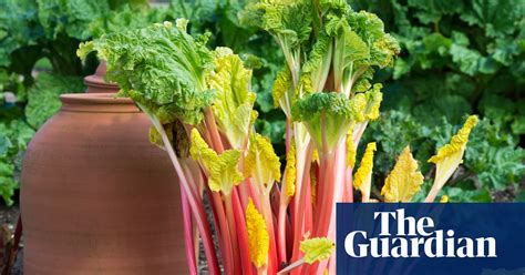 Alys Fowler Top Tips For Growing Rhubarb Gardening Advice The Guardian