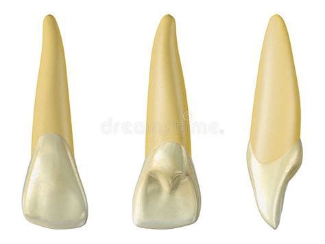 Permanent Upper Central Incisor Tooth 3d Illustration Of The Anatomy