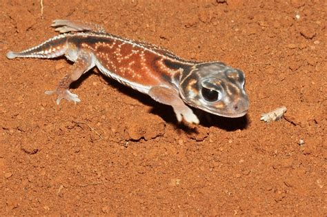 Real Monstrosities Knob Tailed Gecko