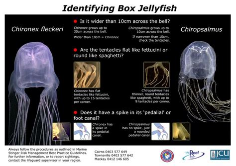 Box Jellyfish Chironex Fleckeri One Of The Most Dangerous Venomous