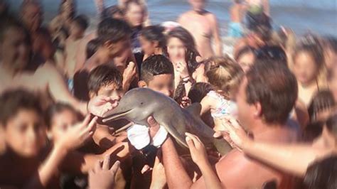Dolphin Already Dead When Beach Goers Took Photos The Week Uk
