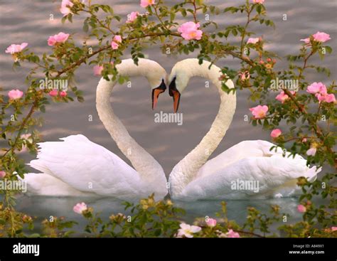 Mute Swan Cygnus Olor Couple Under Wild Roses Necks Forming A Heart