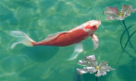 The sudden bloating of a laden female koi certainly does give the impression that baby fish are well on the way! Common Koi Questions | Russell Watergardens | Carpe koi ...