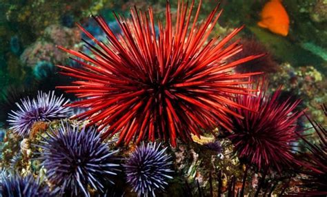 9 Unbelievable Facts About Urchins The Fact Site