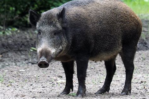 Wild Boars Hogs And Pigs How Do I Get Rid Of Them Nite Guard