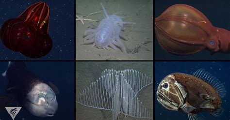 Monterey Bay Aquarium Research Institute Shares Video Of The Most