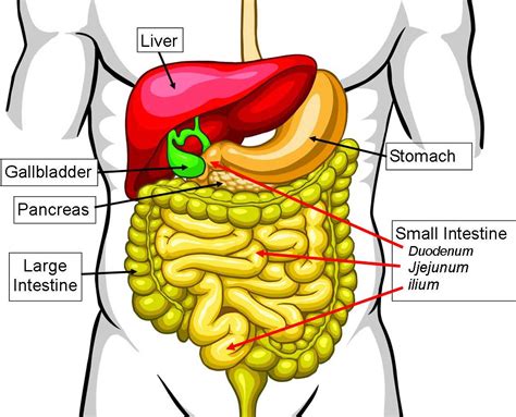 Parts Of A Small Intestine A Quick Guide Rezfoods Resep Masakan