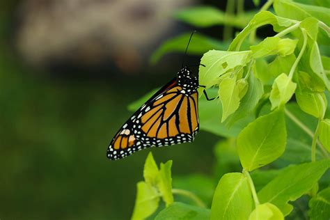 Make a list and see if you find more plants pollinated by bees, butterflies, flies, wasps, etc. These Keystone Plants Help Butterflies and Bees to Thrive ...