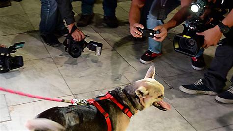 Kabang Dog With No Snout Gets Face Surgery World News Sky News