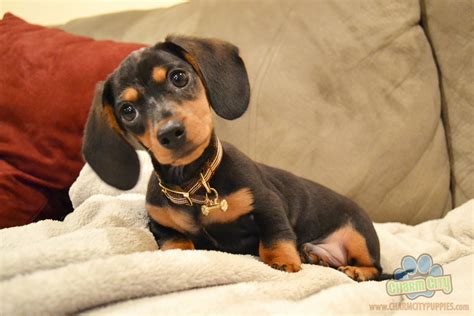 Adorable Dachshund Puppy Cant Wait To Get My Little Oscar Soon