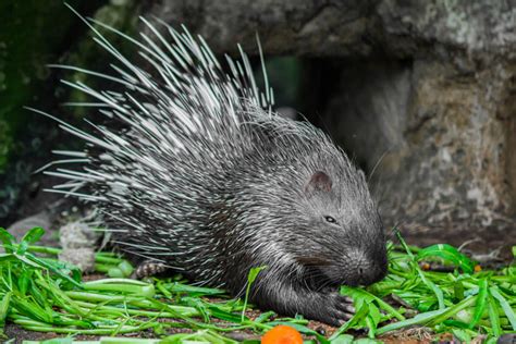 Hedgehog Vs Porcupine Are They The Same Hedgehog Registry