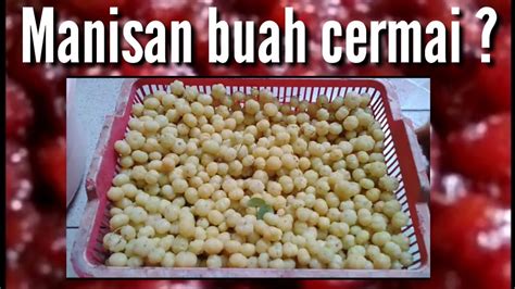 Benefits of buah cermai the following benefits of the fruit cermai favorable for our health: TUTORIAL BIKIN MANISAN BUAH CERMAI !!!!! - YouTube