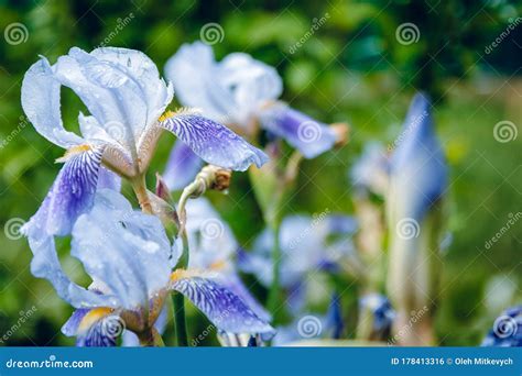 Blue Iris Flower In The Morning Dew Green Background The Botanic