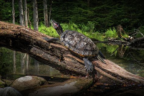 Painted Turtle Sitting On A Log Photograph By Randall Nyhof Pixels