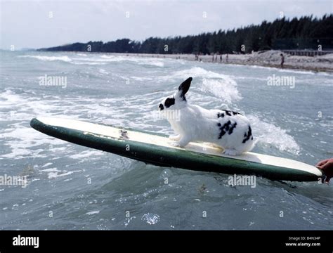 Hazel The Surfing Rabbit On A Surfboard In The Sea June 1981 Stock