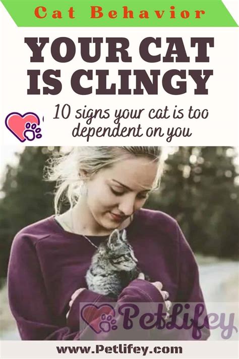 Your Cat Is Clingy 10 Signs Your Cat Is Too Dependent On You Pet Lifey