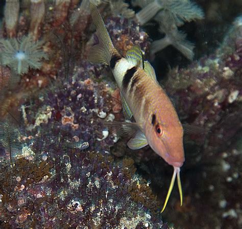 Moray Eel Madang Ples Bilong Mi