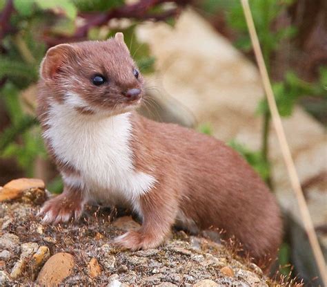 Weasel Cute Ferrets Fluffy Animals All Animals Pictures