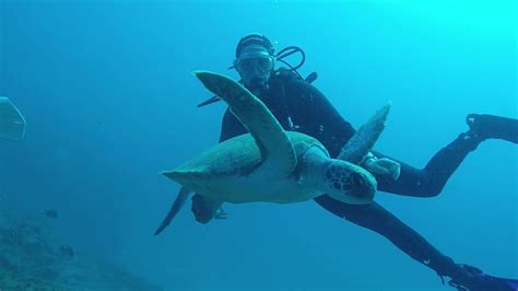 Tenerife Scuba Diving With Turtles And Stingrays Youtube