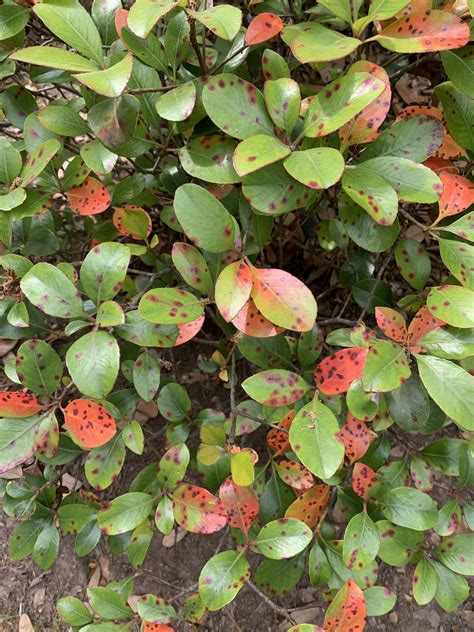 Leaf Spot Disease Appearing On Indian Hawthorn Plant Diseases Plant