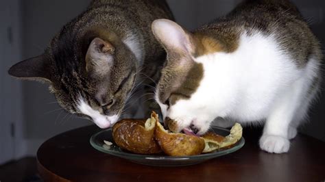 My Cats Eating A Baked Potato Youtube
