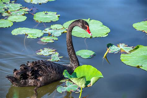 Black Swan Swimming On A Lake Stock Photo Download Image Now Animal