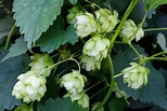 Organic Hop Shoots Cultivation - Planting In India | Agri Farming