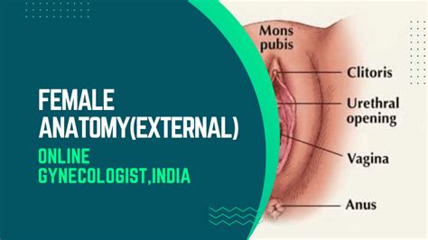Female External Genital Anatomy Online Gynecologist